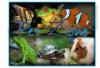 Foto de PET ZONE